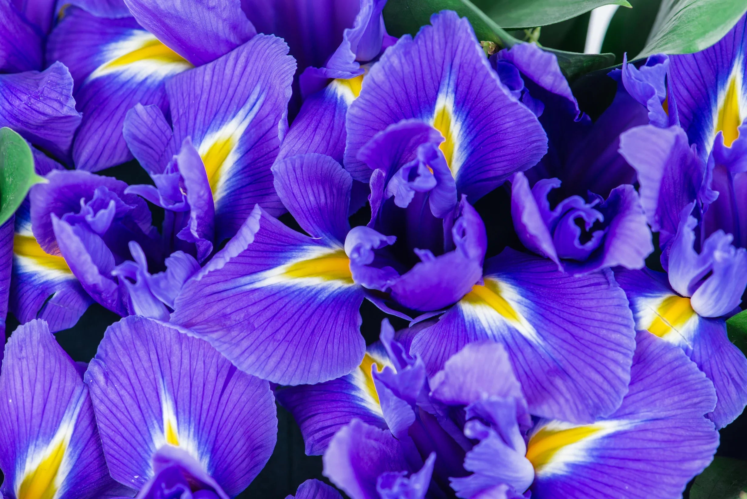 Iris